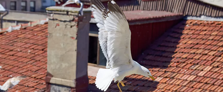 Residential Chimney Animal Removal Solution in Danville, CA