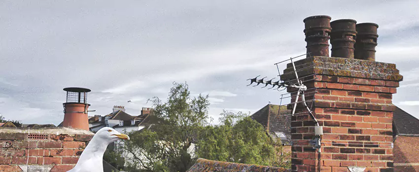 Chimney Cleaning And Restoration in Danville, California